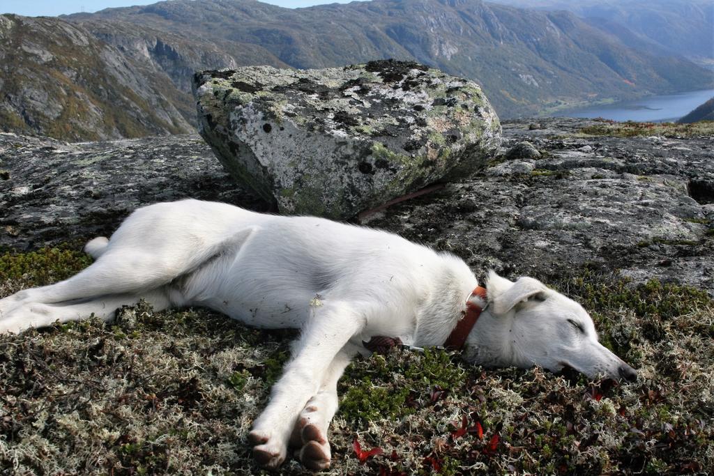 Haukeli Husky Fjellgard Villa Kültér fotó